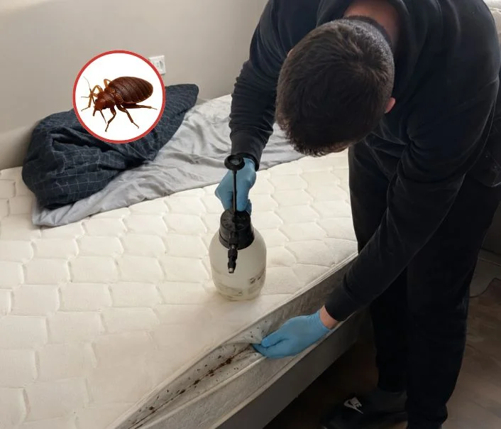 Technicien traitant un matelas contre les punaises de lit à Ablon-sur-Seine